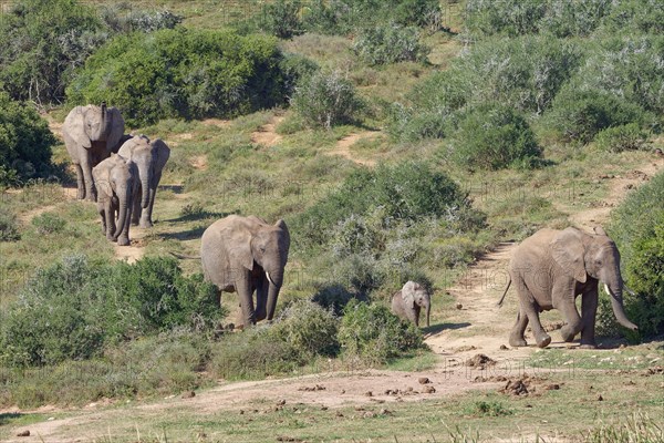 African bush elephants