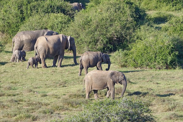 African bush elephants