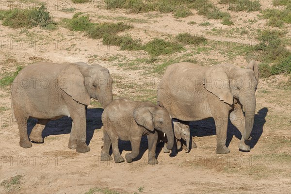 African bush elephants