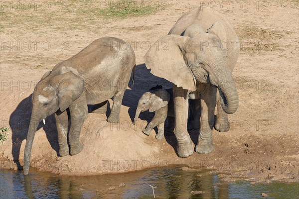 African bush elephants