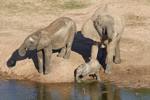 African bush elephants