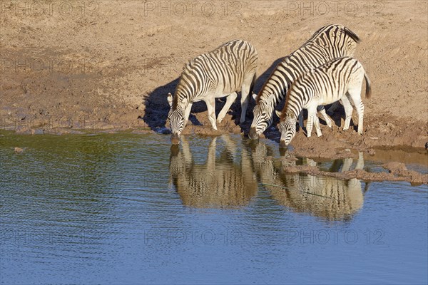 Burchell's zebras