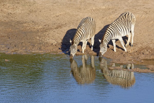 Burchell's zebras