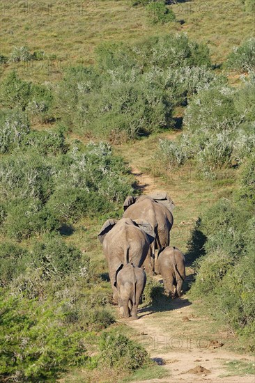 African bush elephants