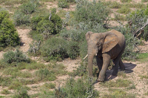 African bush elephant