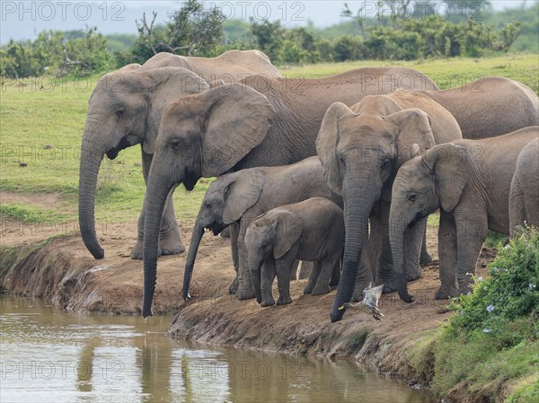 African bush elephants