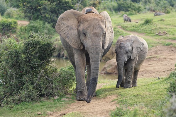 African bush elephants