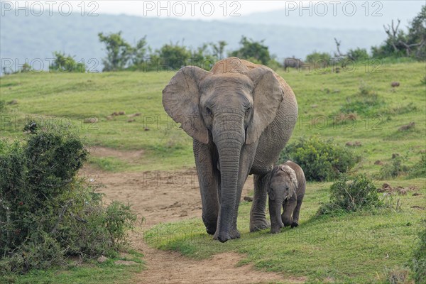 African bush elephants