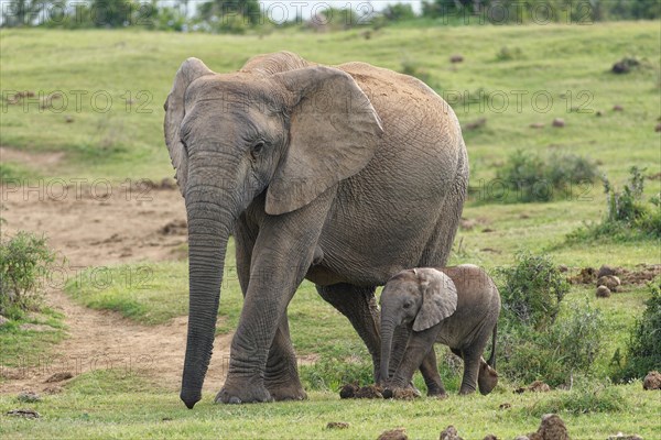 African bush elephants