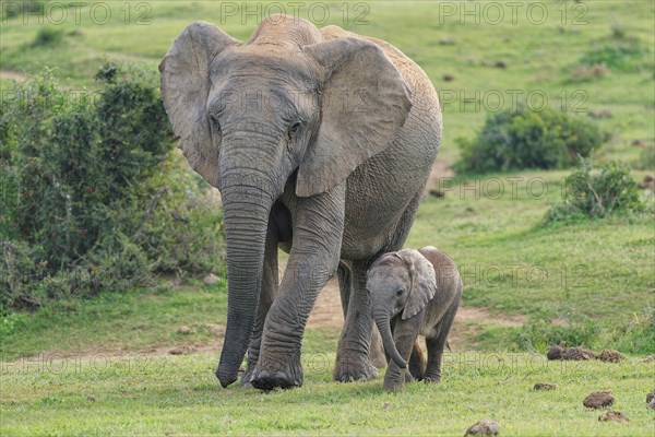 African bush elephants