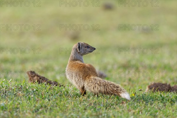 Yellow mongoose