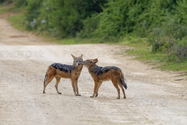 Black-backed jackals