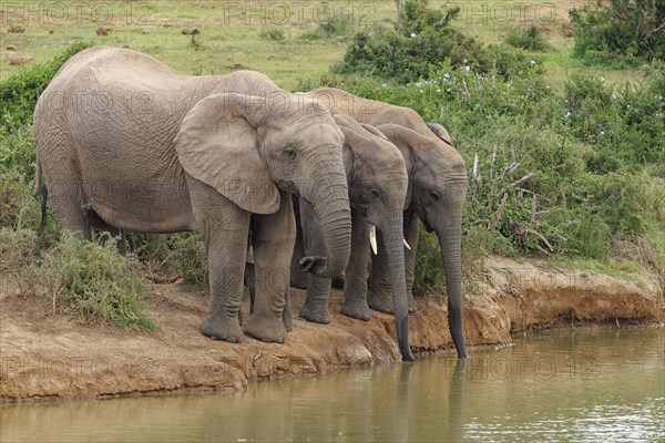 African bush elephants