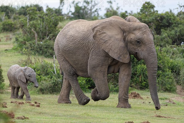 African bush elephants