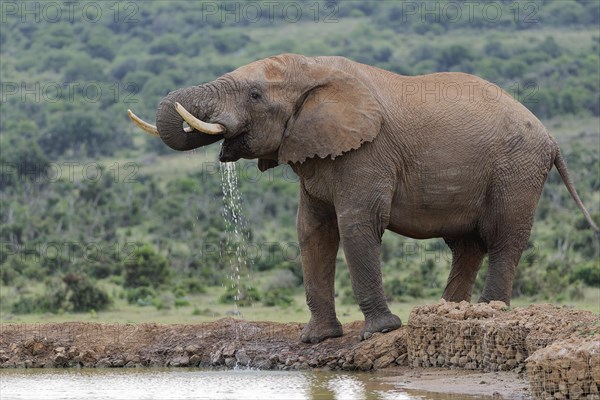 African bush elephant