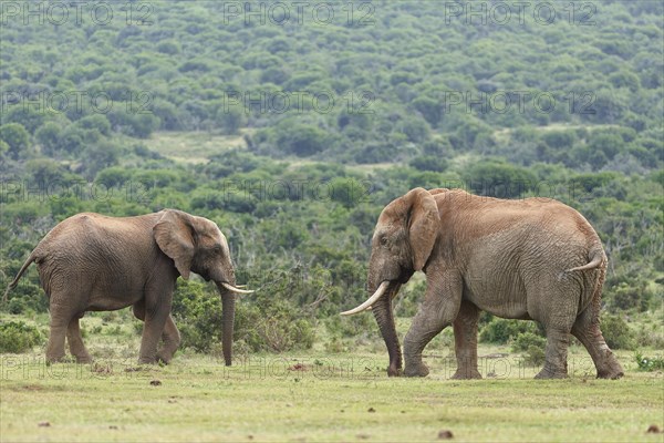 African bush elephants