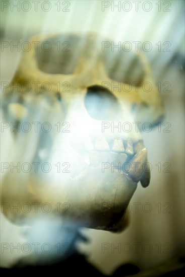 Gorilla Skull with Light Effect