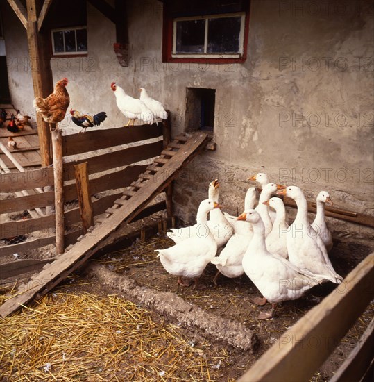 Geese on the farm