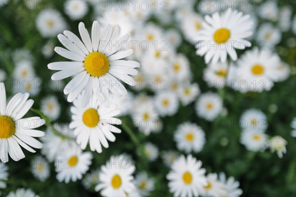 Lovely ox-eye daisies