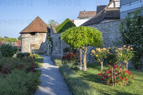 The Rose Garden in the old town of Radolfzell on Lake Constance with the historic town wall and the Powder Tower