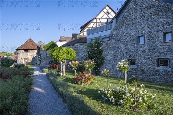 The Rose Garden in the old town of Radolfzell on Lake Constance with the historic town wall and the Powder Tower