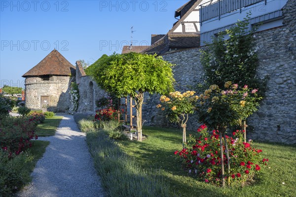 The Rose Garden in the old town of Radolfzell on Lake Constance with the historic town wall and the Powder Tower