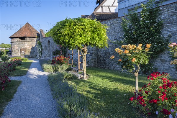 The Rose Garden in the old town of Radolfzell on Lake Constance with the historic town wall and the Powder Tower