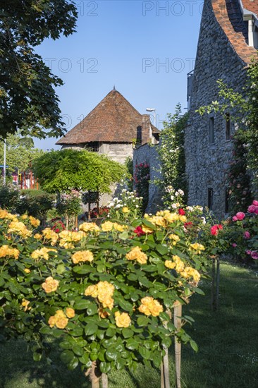 The Rose Garden in the old town of Radolfzell on Lake Constance with the historic town wall and the Powder Tower