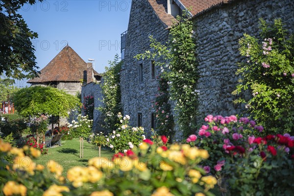 The Rose Garden in the old town of Radolfzell on Lake Constance with the historic town wall and the Powder Tower