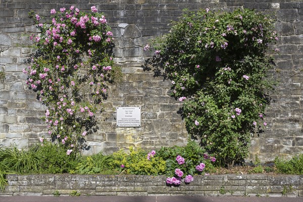 Climbing roses