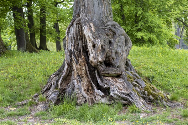 Ragged tree trunk with root in the spa garden