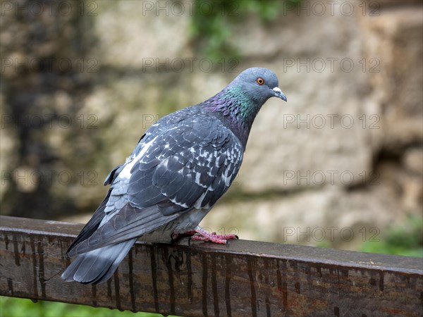 Common wood pigeon