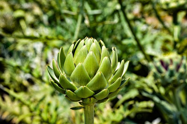 Budding inflorescence of an artichoke