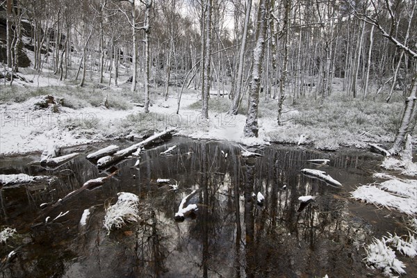 Wintery snowy forest on the Tyssa Walls