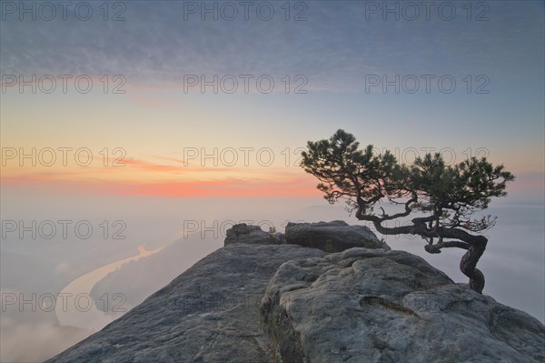 Weather pine at sunrise above the morning fog at sunrise in Saxon Switzerland