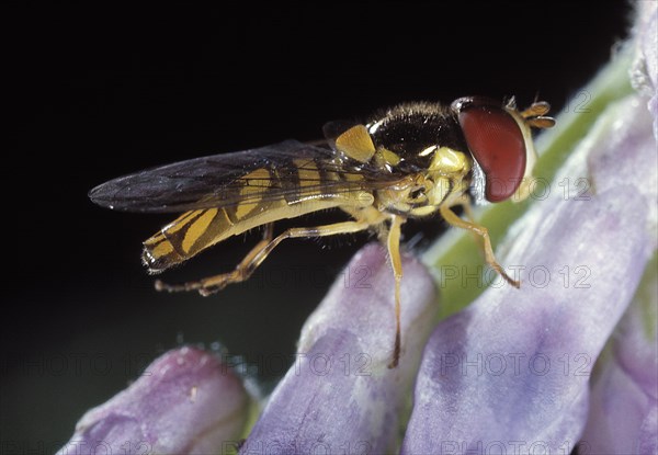 Syrphid Fly