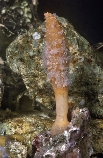 Sea Pen