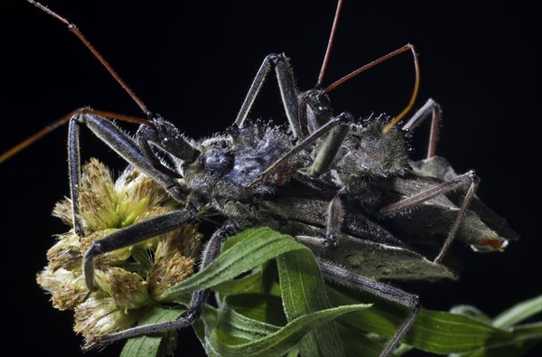 Mating Wheel Bugs