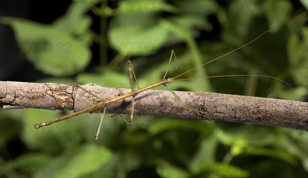 Walking Stick Insect