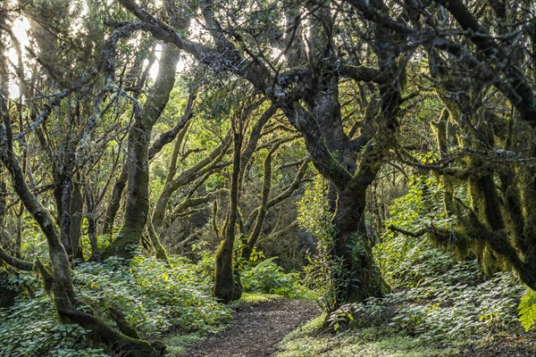 Laurel forest near La Llanía on El Hierro