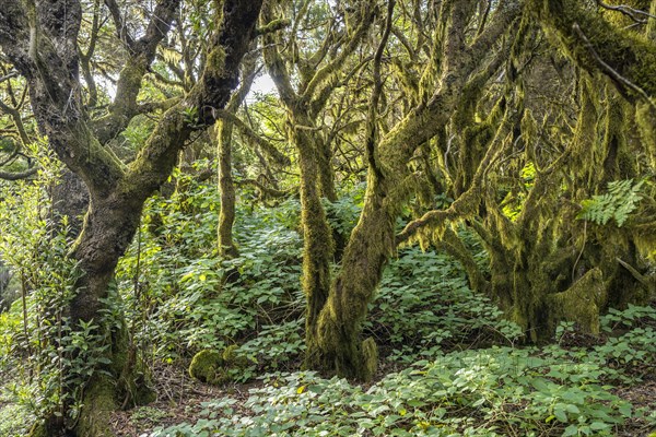 Laurel forest near La Llanía on El Hierro