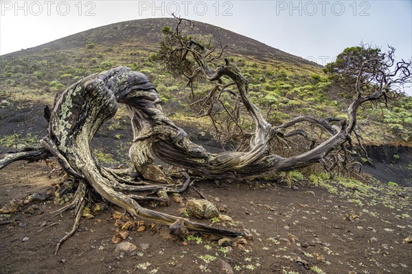 Juniper tree Sabina shaped by the wind near El Sabinar