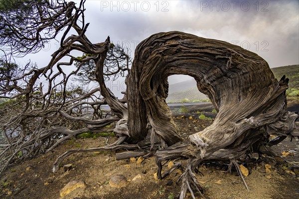 Juniper tree Sabina shaped by the wind near El Sabinar