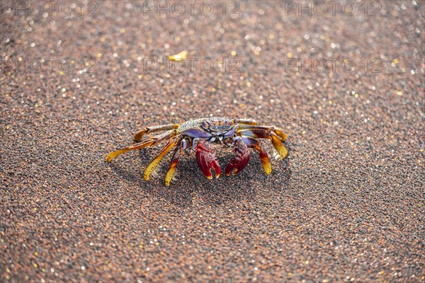 Red rock crab