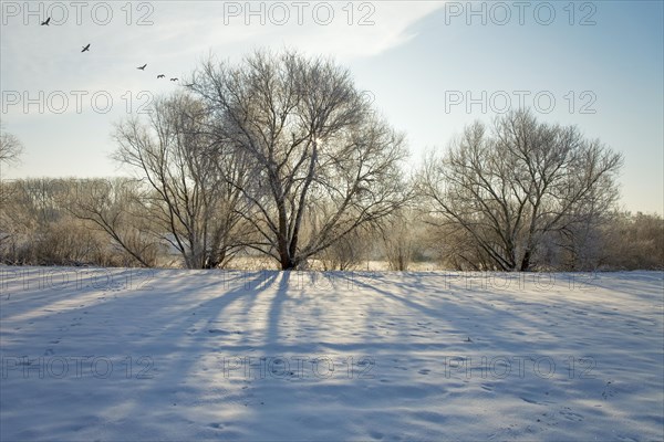 Wild geese in flight Winter on the Weser Porta Westfalica Germany