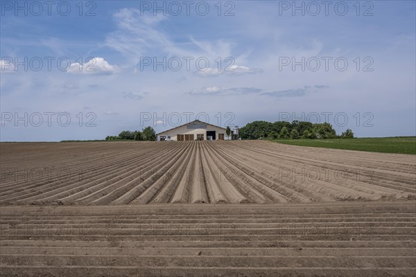 Asparagus growing near Langenmosen in the Donaumoos in Bavaria