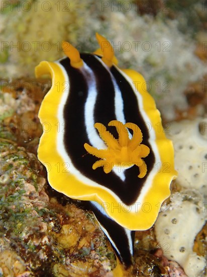 Africa star snail