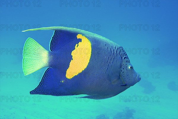 Halfmoon angelfish