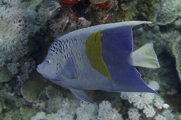 Halfmoon angelfish