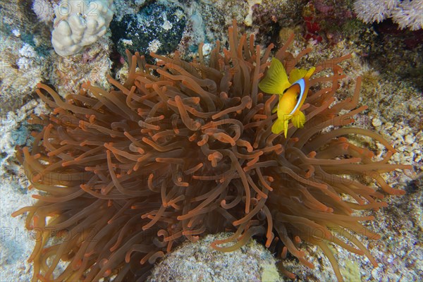 Fluorescent bubble-tip anemone